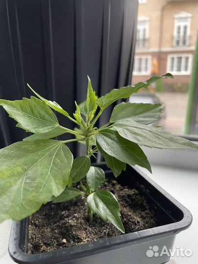 Сортовые гибискусы