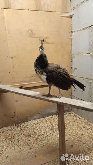 Продаю павлина