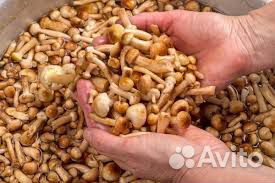 Опята осенние свежие