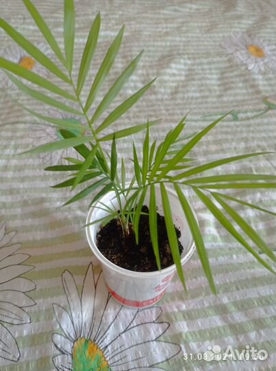 Пальмы хамедорея и арека