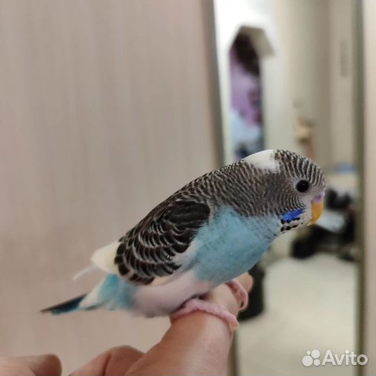 Волнистый попугай