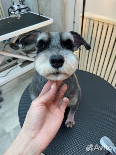 Груминг стрижка собак