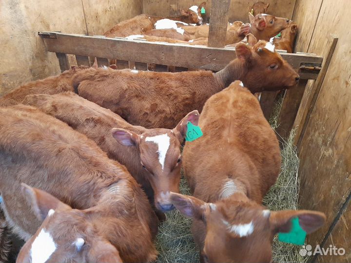Бычки и телята Венгерская порода