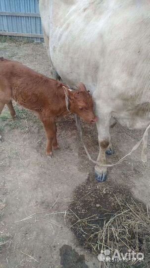 Телята бычки