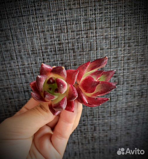 Суккуленты из Азии 3