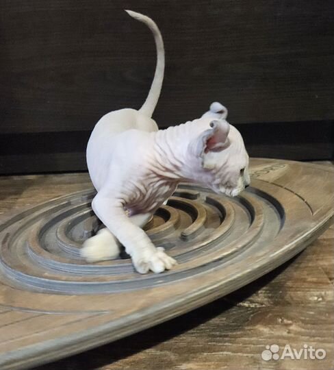 Эльф девочка