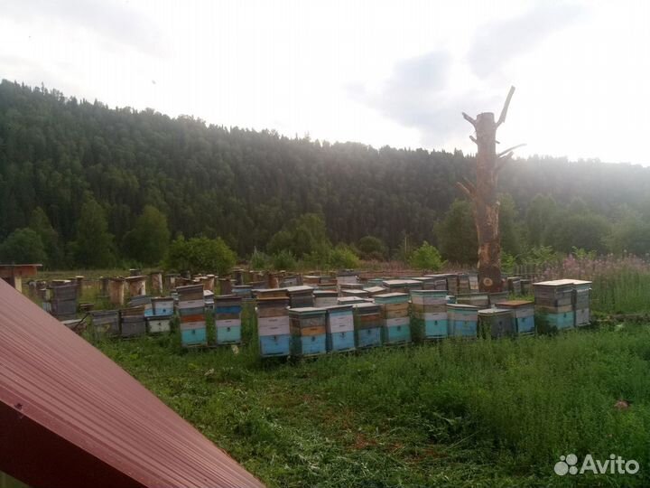 Липовый цветочный и гречишный мёд 2023 своя пасека