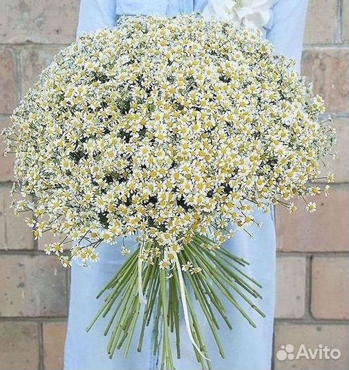 Доставка цветов. Ромашки