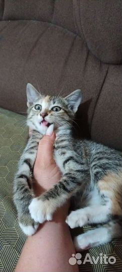 Кошки в добрые руки бесплатно