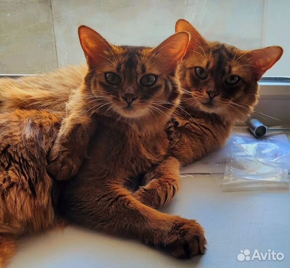 Сомалийская