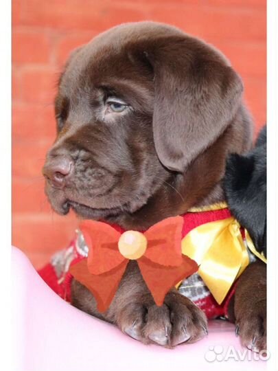 Лабрадора щенки