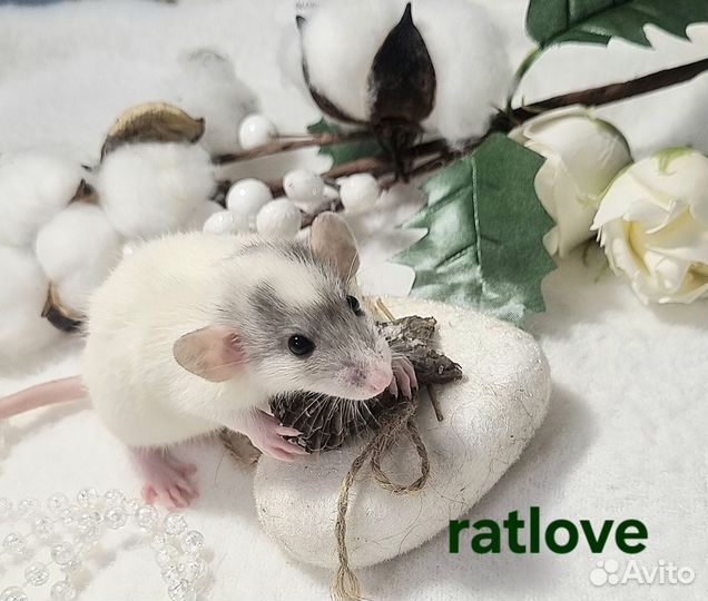 Крысята дамбо питомник малыши