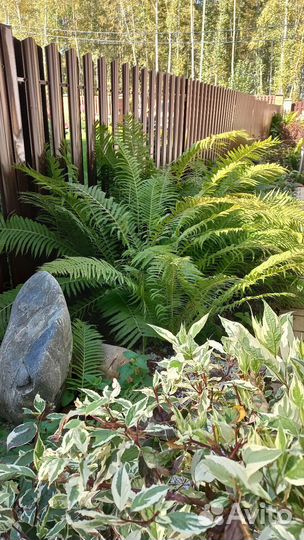 Папоротник садовый бадан