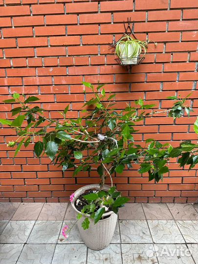 Гибискус китайская роза 125 см