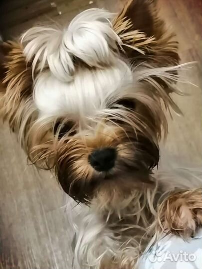 Йоркширский терьер вязка