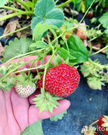 Рассада саженцы Клубники (бронь на осень )