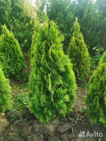 Туя смарагд,и туя калумна,а также галубая ель