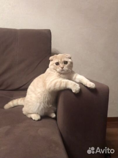 Шотландский вислоухий кот