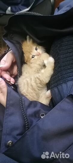 Котёнок мурлыка