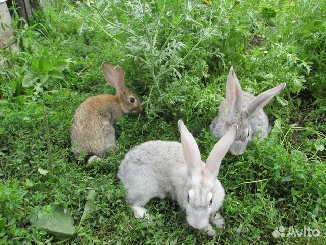 животные прокопьевск. ру. зоопарк прокопьевск. животные прокопьевск. кошла наталья прокопьевск.