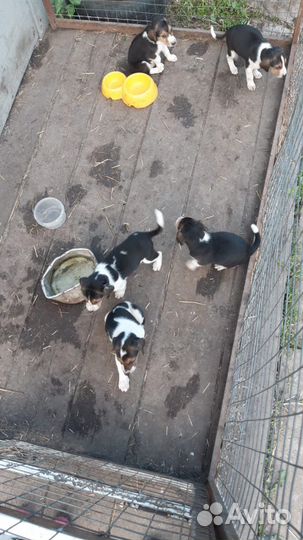 Русская пегая гончая