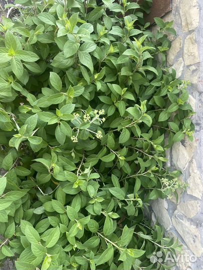 Гортензия метельчатая Бобо