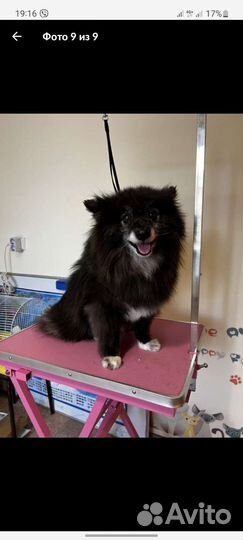 Щпиц(помесь)