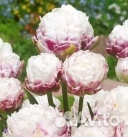 Тюльпаны махровые луковицы