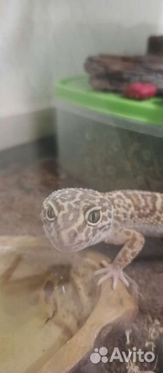 Геккон эублефар