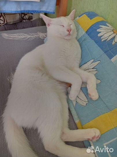 Коты в добрые руки