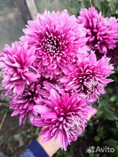 Хризантема корейская