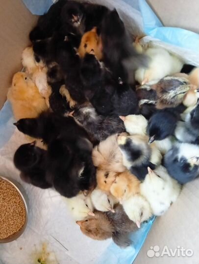 Цыплята несушки