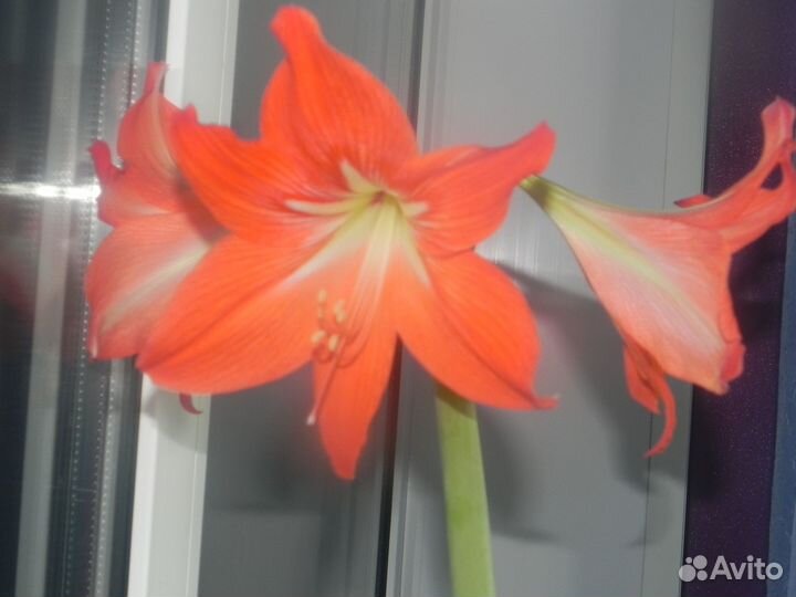 Продам цветы комнатные