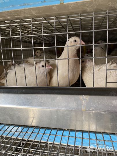 Цыпленок Бройлер,несушка,инкубационное яйцо