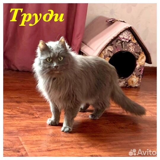 Кошка в дар