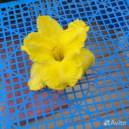 Продам лилейники