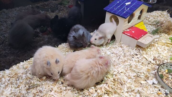 Сирийские хомячки