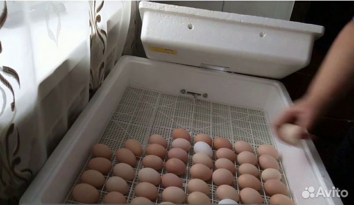 Инкубатор для яиц новый 104
