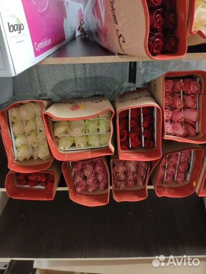 Цветы, Розы Эквадор. Оптом от