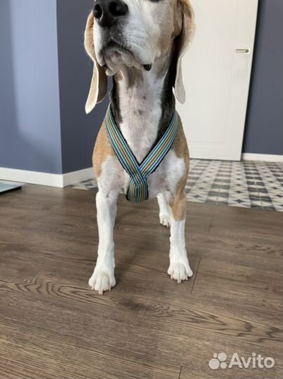 Шлейка ездовая