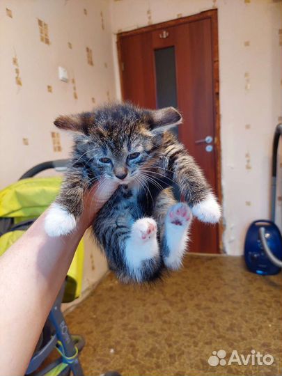 Кому Золотого котенка