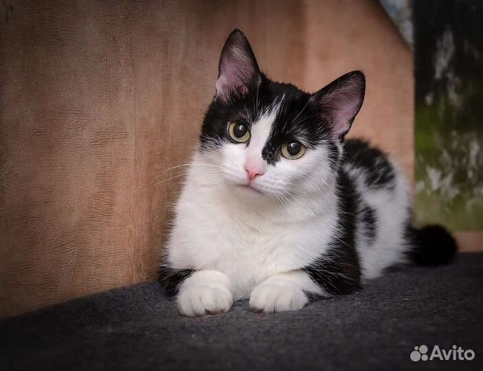 Кошка в добрые руки