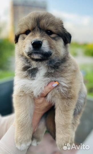 Щенок в добрые руки