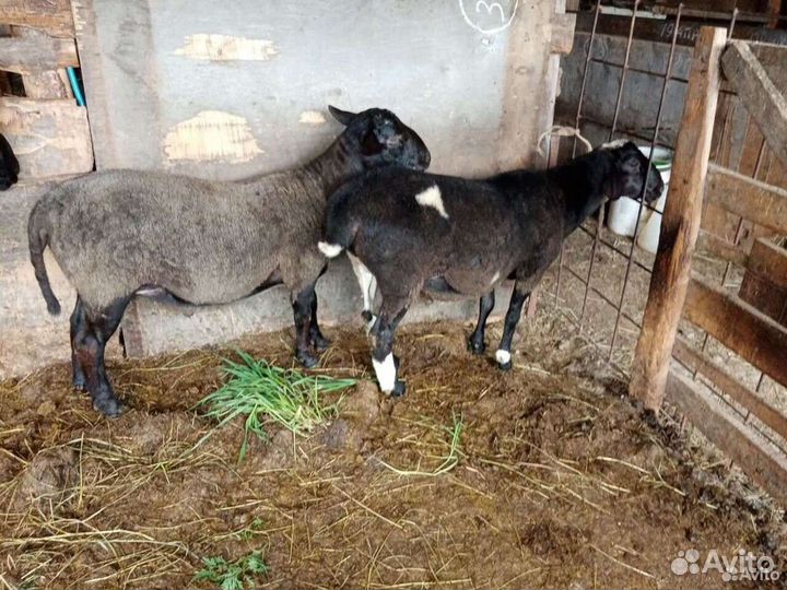 Бараны дорпер