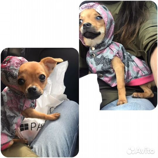 Плащ-дождевик и шлейка для чихуахуа
