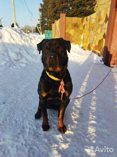 Вязка ротвейлера