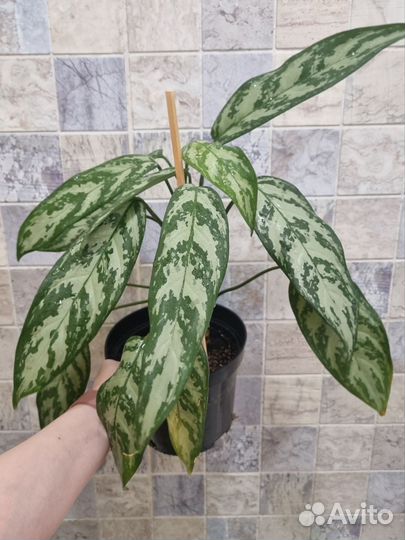 Аглаонема мария