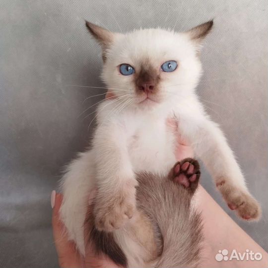 Тайские котята. Питомник