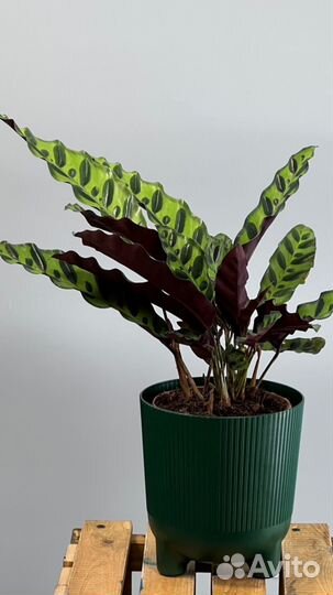 Горшечные цветы