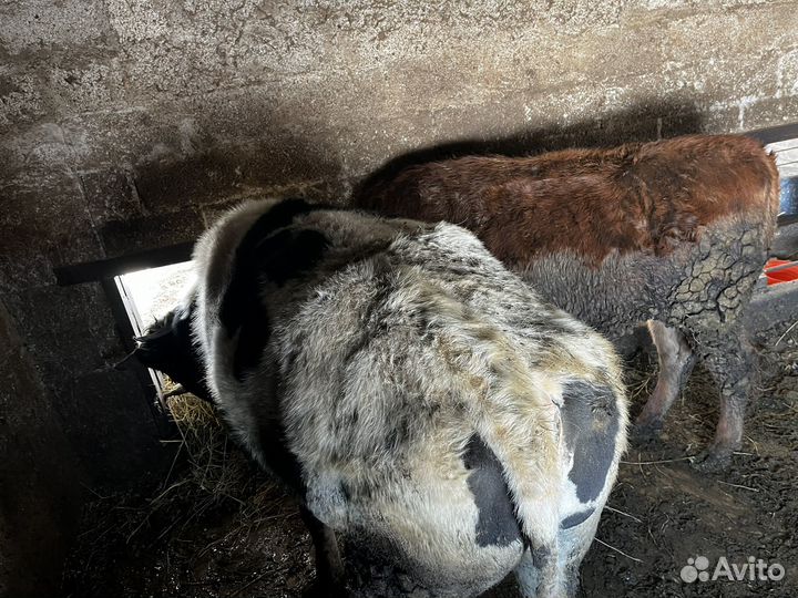 Бык и телка